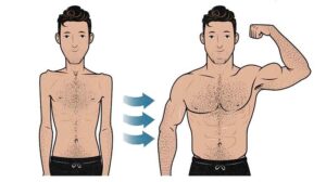 musculacicn crecimiento muscular ilustracion